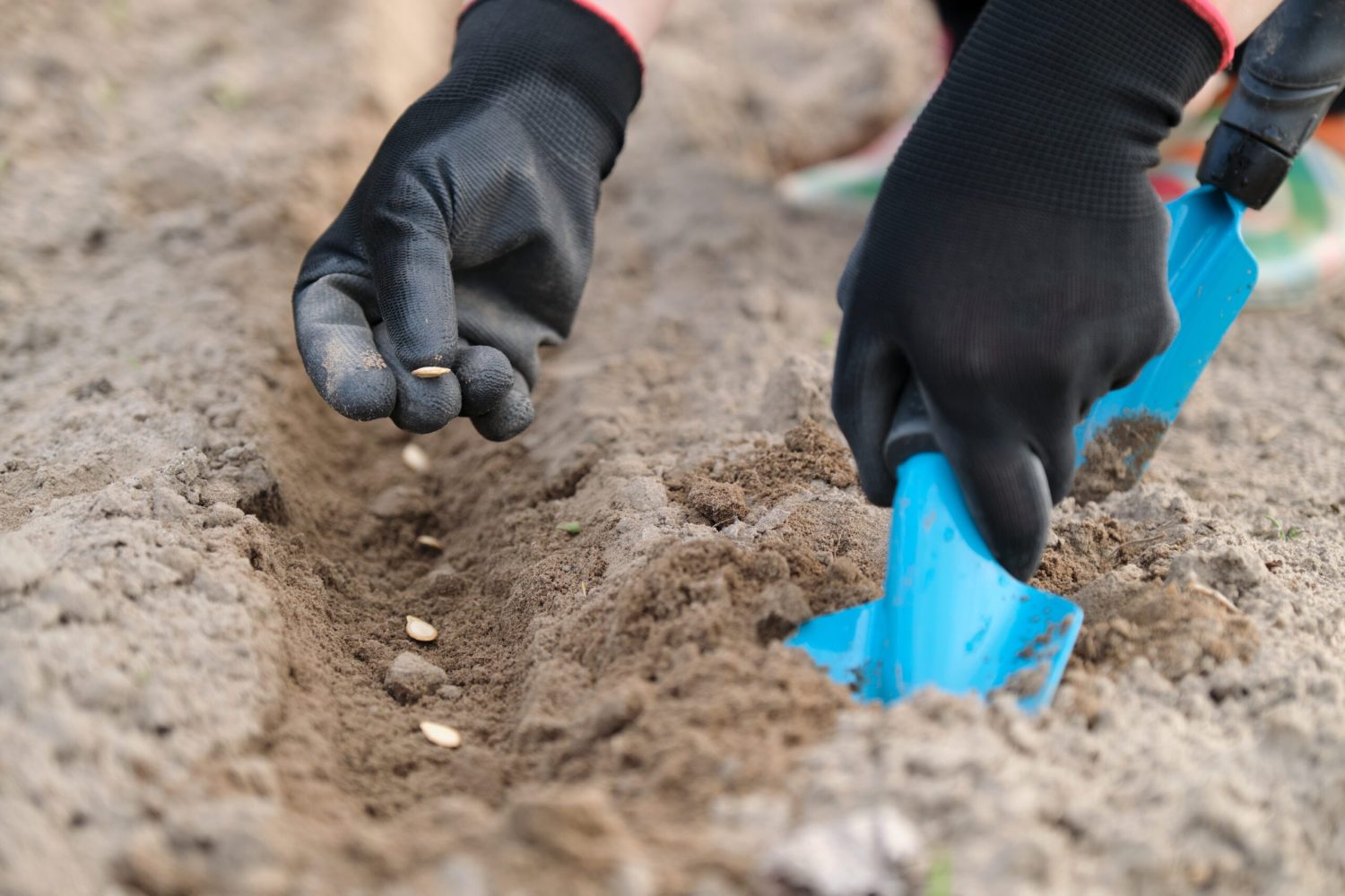 Springtime spring seasonal work, planting in cultivated soil of pumpkin seed, working gardener hands in gloves with garden tools