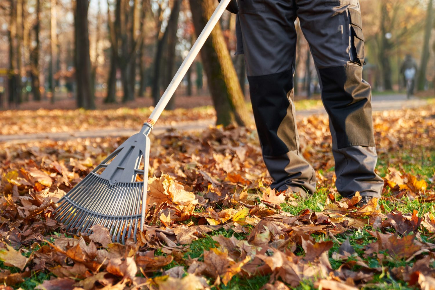 Unrecognizable male worker using fan rake to gather fallen leaves in resting city area. Crop view of man wearing workwear raking leaves, cleaning park alleys at sunny day. Concept of seasonal work.