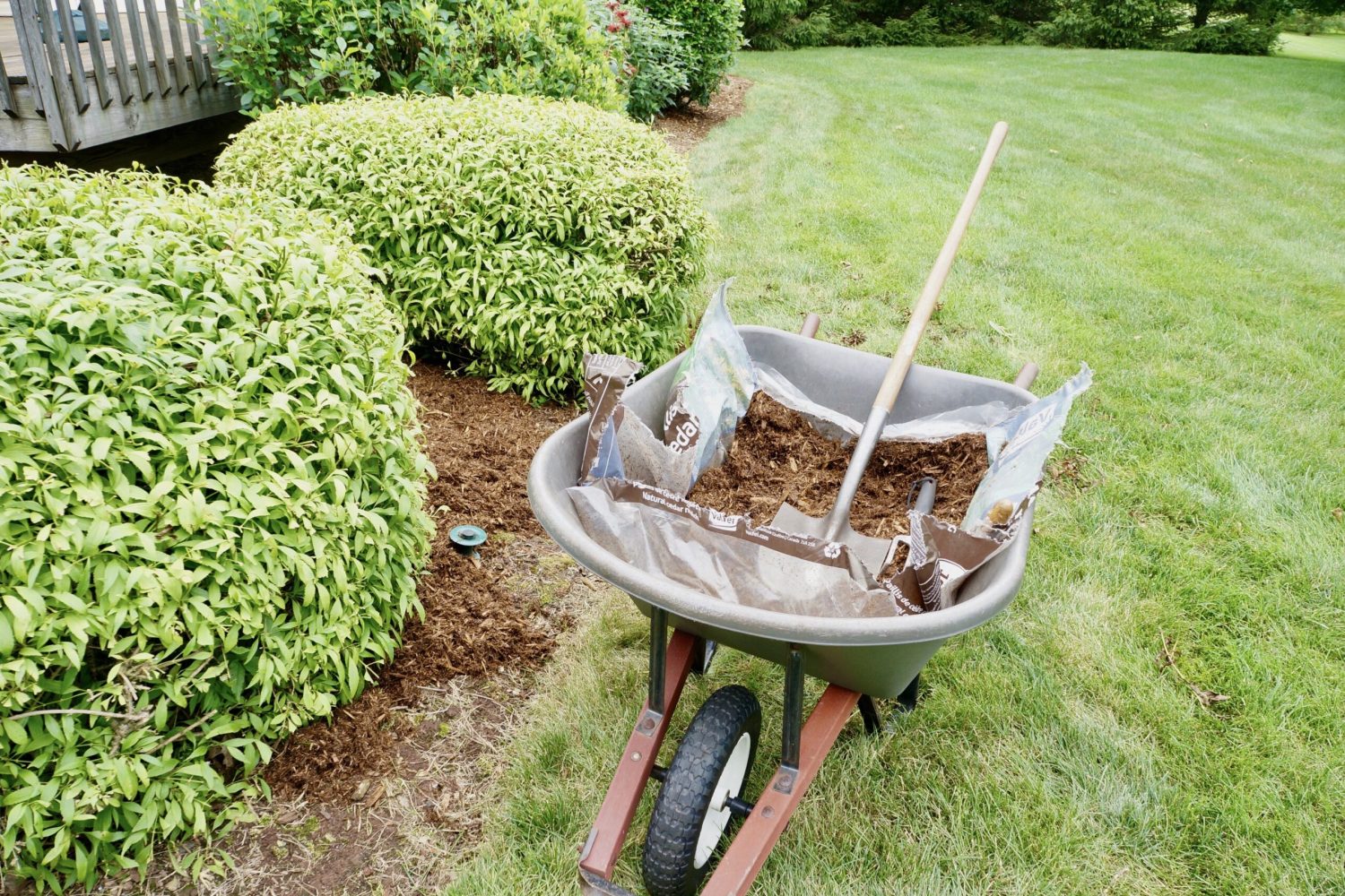 wheelbarrow-full-of-mulch-in-a-yard-2024-10-18-07-27-08-utc (2)